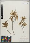 Foto von Salix arbusculoides Andersson